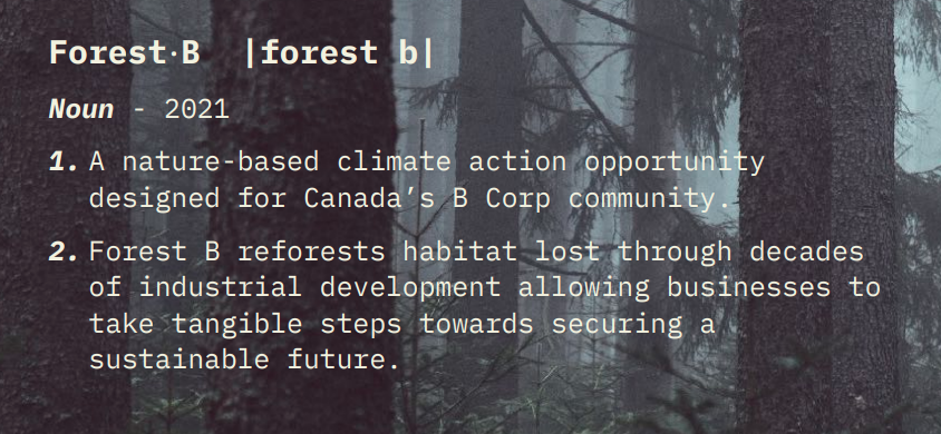 Forest B: Old Growth Forest Of The Future